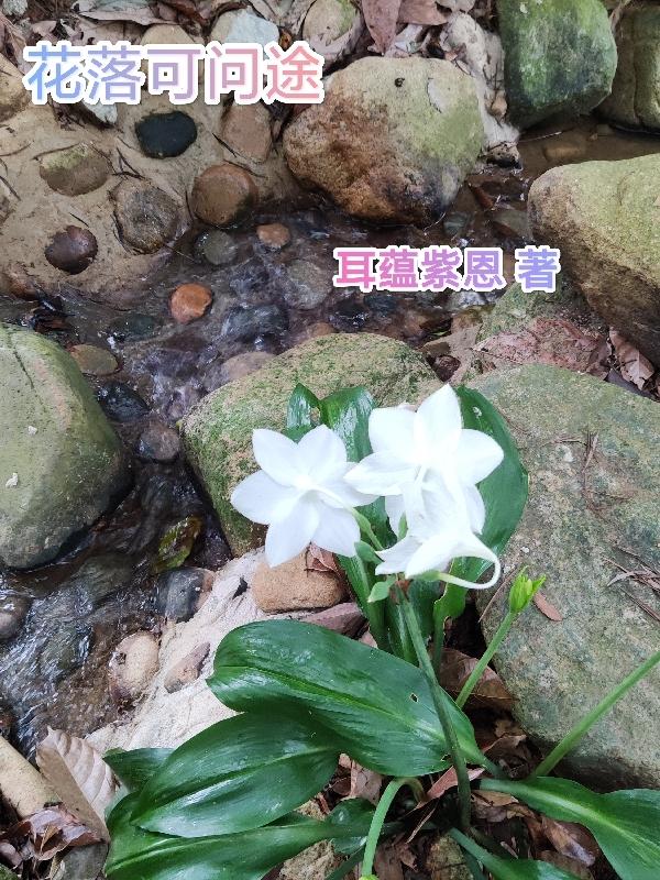 花落知多少全文免费阅读